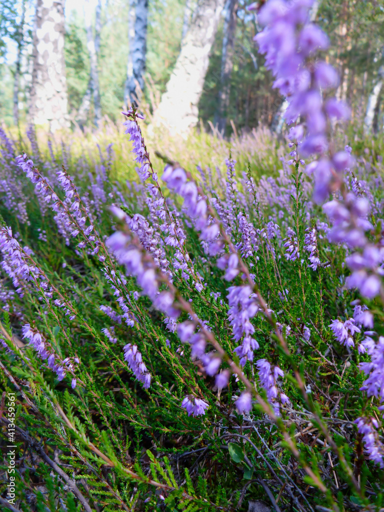 Obraz premium Blooming wild purple common heather (Calluna vulgaris). Nature, floral, flowers background.