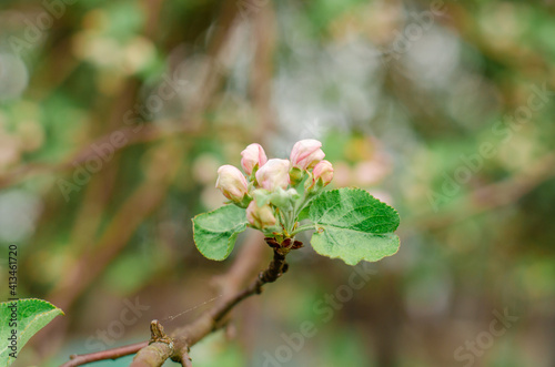 A branch of a blooming apple tree with buds on the background of a blue sky. Natural background, spring concert. 