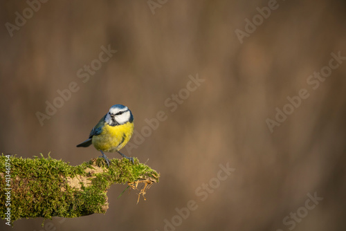 Blue tit , Cyanistes caeruleussearching for food ,late winter in oxfordshire