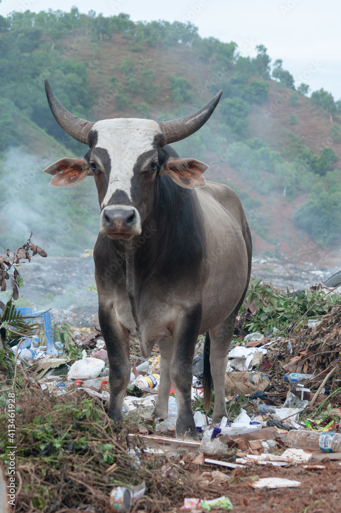 big ox was at waste landfill area, Dili Timor Leste big ox was at waste landfill area, Dili Timor Leste