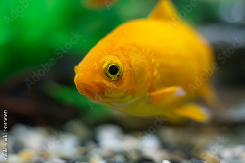 Goldfisch gelb 