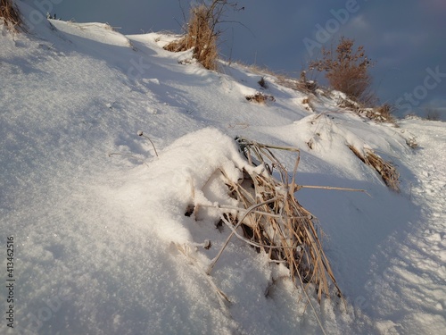 snow covered trees