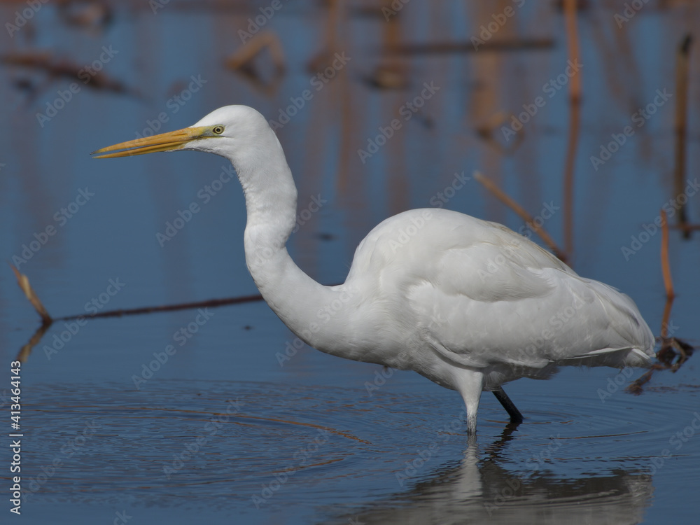 A beautiful white heron bird looking for food by the water A beautiful white heron bird looking for food by the water