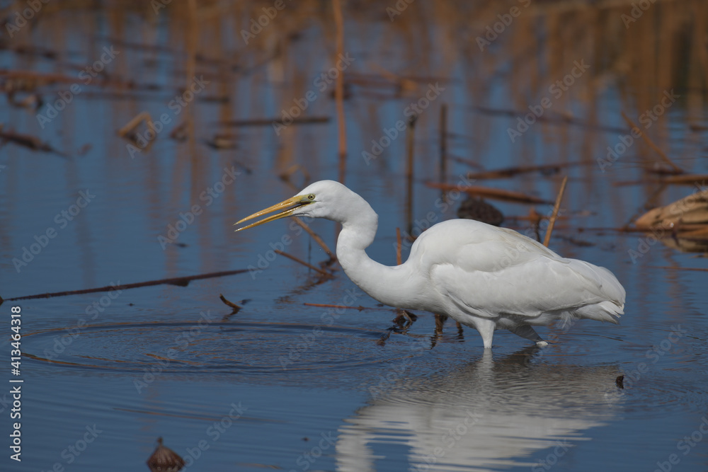 Obraz premium A beautiful white heron bird looking for food by the water 