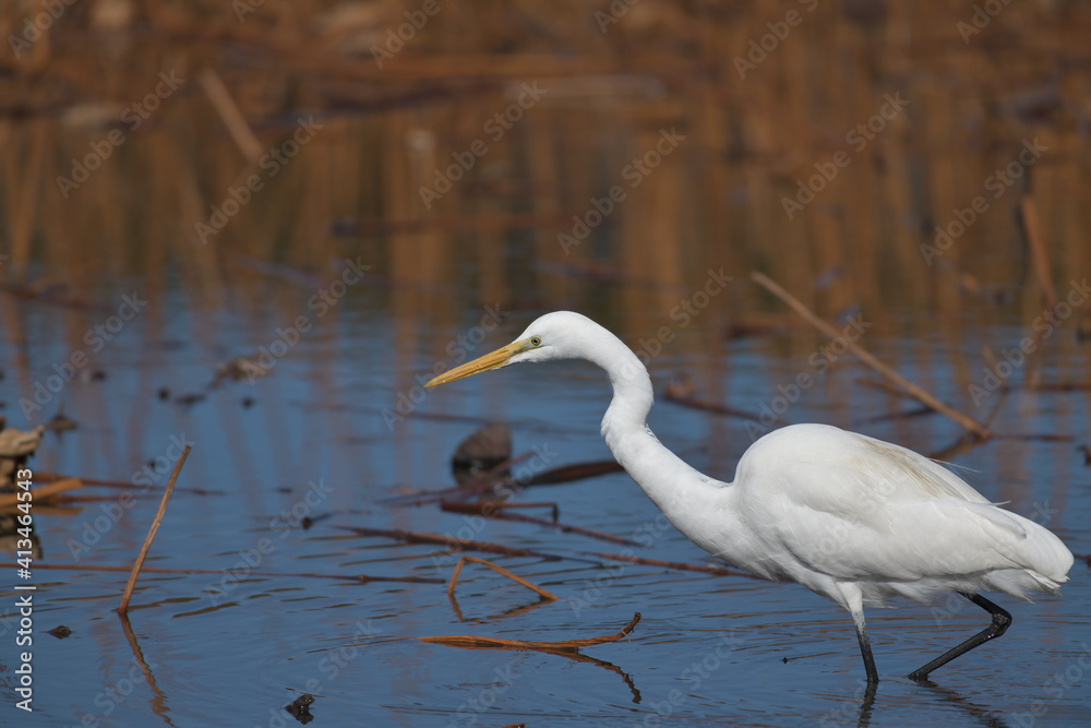A beautiful white heron bird looking for food by the water A beautiful white heron bird looking for food by the water