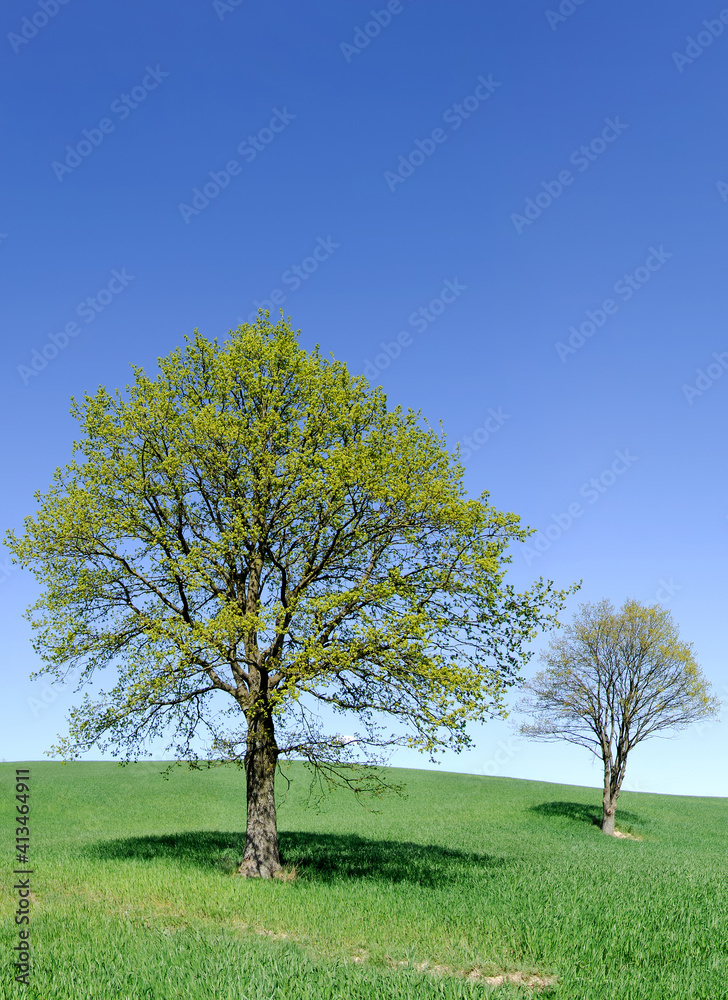Spring view, lonely trees among green fields Spring view, lonely trees among green fields