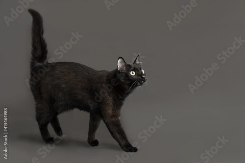 a black cat with green eyes on a gray background