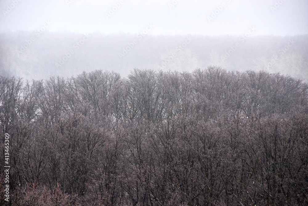 winter forest during fog and snowfall. silhouettes of trees. background, landscape. winter forest during fog and snowfall. silhouettes of trees. background, landscape.