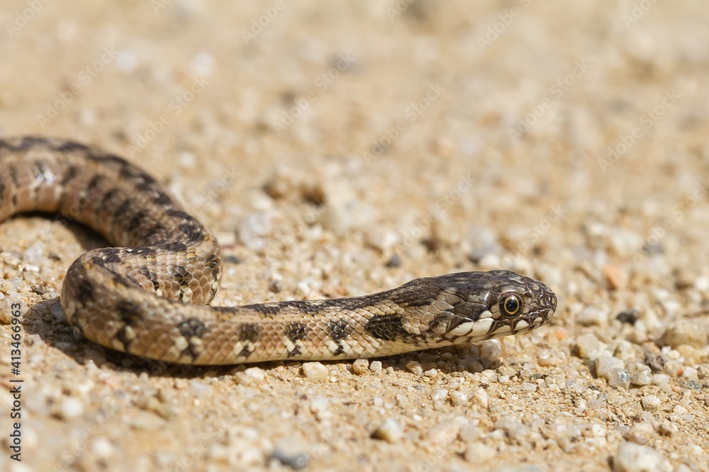Fototapeta premium Natrix maura, Viperine water snake, snake on clear ground