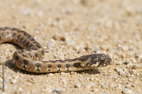 Natrix maura, Viperine water snake, snake on clear ground
