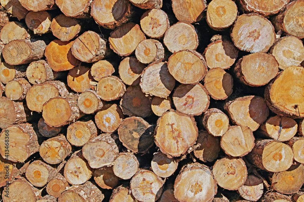 Fototapeta premium cut and stacked tree trunks