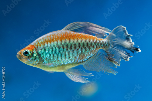 Tetra green neon