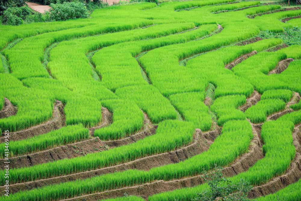 Pa Pong Piang Rice Terraces in the north of chiangmai Thailand.. Pa Pong Piang Rice Terraces in the north of chiangmai Thailand..