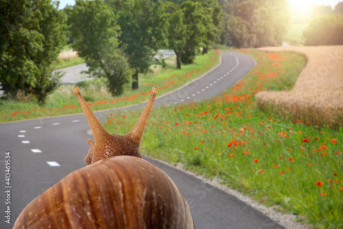 Soft focus of snail travels on the road viewed from behind.