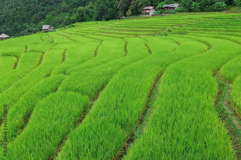 Pa Pong Piang Rice Terraces in the north of chiangmai Thailand.. Pa Pong Piang Rice Terraces in the north of chiangmai Thailand..