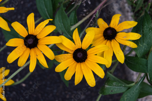yellow flowers in the garden