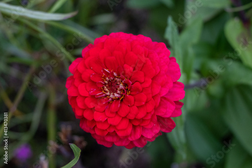red dahlia flower