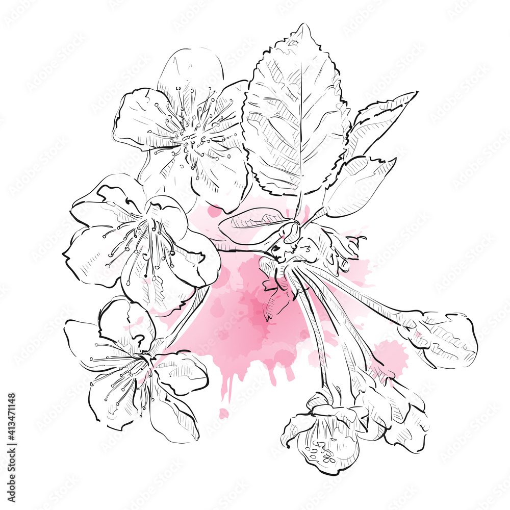 Obraz premium Spring blossom cherry tree branch on white background. Watercolor vector drops