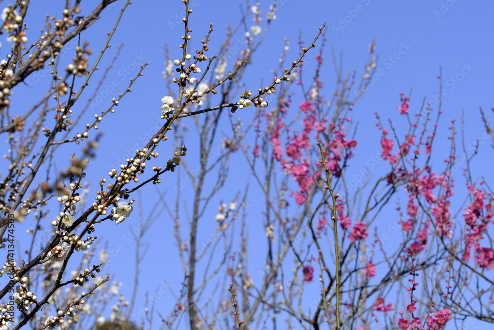 青空の下で美しく咲いている梅の花 青空の下で美しく咲いている梅の花