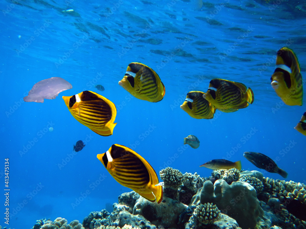 Fototapeta premium Underwater Scene With Coral Reef And Exotic Fishes. Red Sea