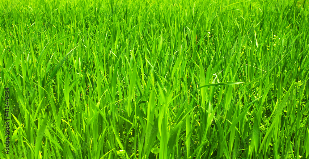 Green grass texture background, grass field close up as spring or summer background Green grass texture background, grass field close up as spring or summer background