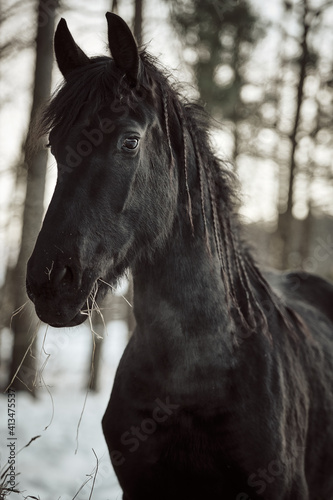 Black Friesian horse on winter. Portrait of Friesian