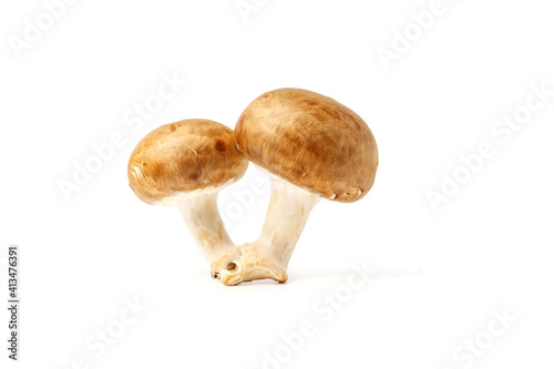 Pair of royal champignons isolated on white background.