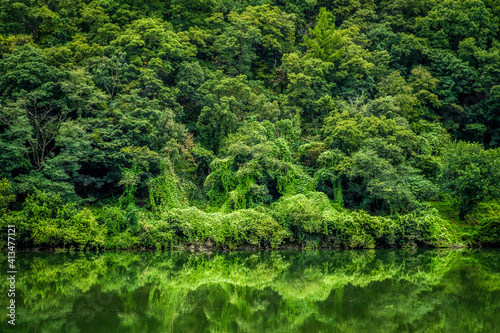 강가의 울창한 숲 