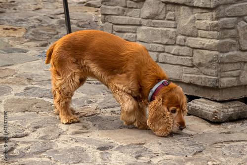 Cocker Spaniel Dog Sniffing © David