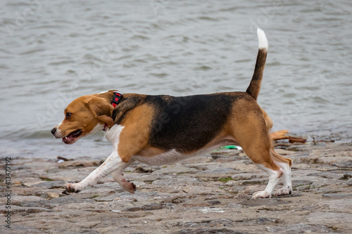 Beagle Dog running next to the water