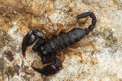 Euscorpius flavicaudis, European yellow-tailed scorpion, black scorpion with yellow legs on the rock