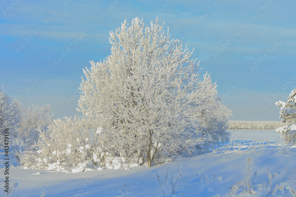 Russia,Republic Of Karelia,Kostomuksha. Here is a white tree against an azure sky. February, 12. 2021. Russia,Republic Of Karelia,Kostomuksha. Here is a white tree against an azure sky. February, 12. 2021.