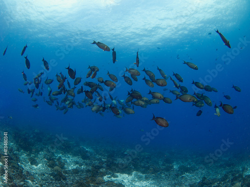 School of Whitefin surgeonfish (Rangiroa, Tuamotu Islands, French Polynesia in 2012) photo