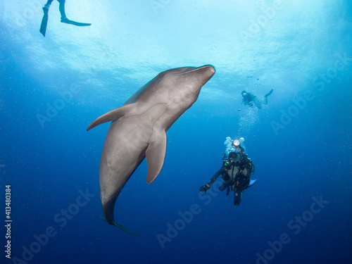 Curious wild Common bottlenose dolphin and scuba divers (Rangiroa, Tuamotu Islands, French Polynesia in 2012) © Mayumi.K.Photography