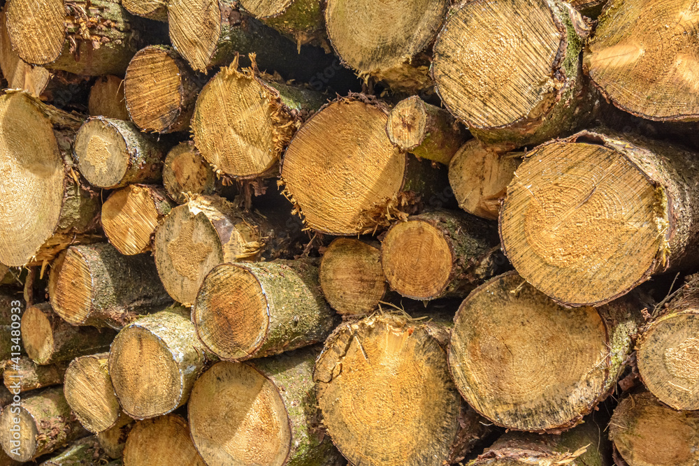 Stacked pile of wooden logs in sunlight Stacked pile of wooden logs in sunlight