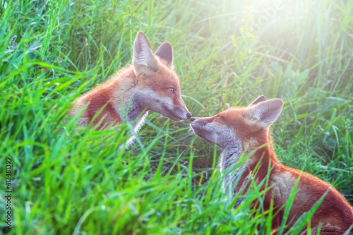 two funny little fox puppies play on green meadow in the morning