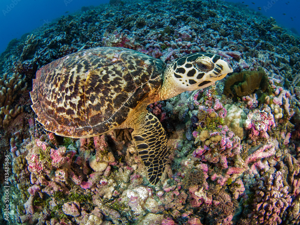 Young Hawksbill turtle in coral reef (Rangiroa, Tuamotu Islands, French Polynesia in 2012)