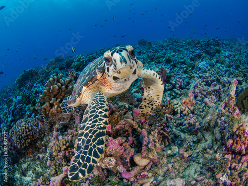 Konstfotografi Young Hawksbill turtle in coral reef (Rangiroa, Tuamotu Islands, French Polynesi