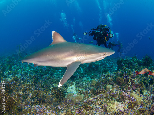 Silvertip shark and scuba diver with a camera in a coral reef  Rangiroa  Tuamotu Islands  French Polynesia in 2012 