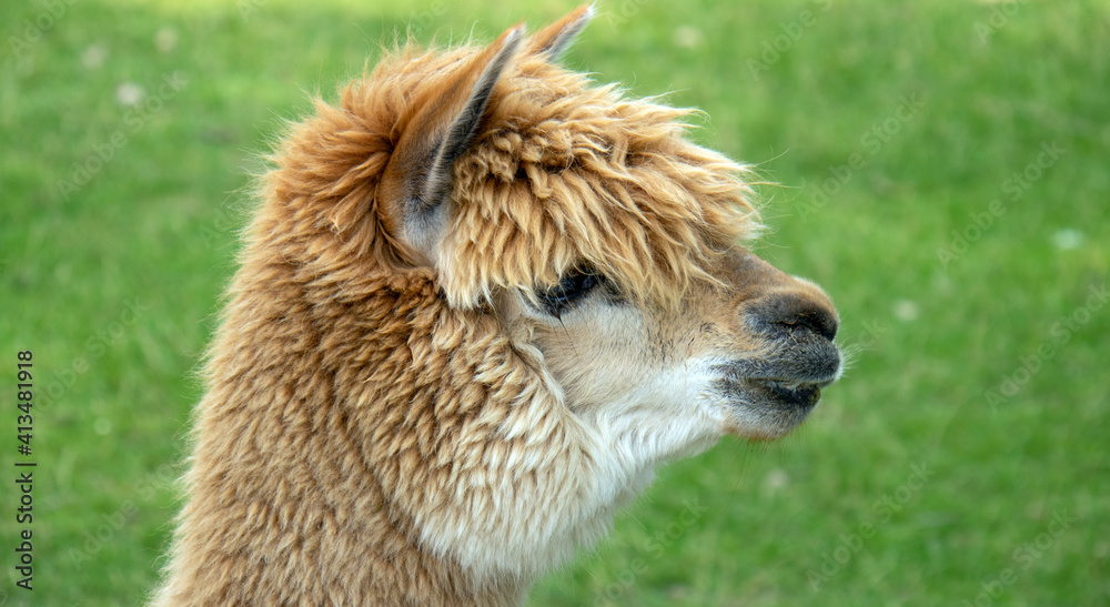Naklejka premium Close up of an alpaca