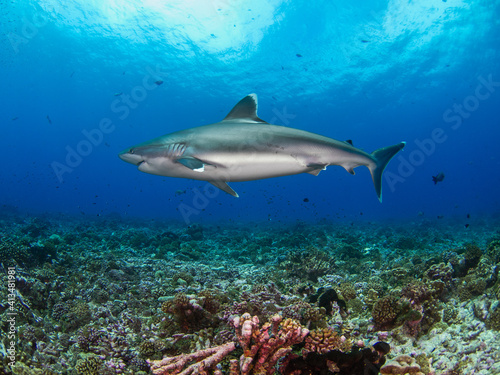 Silvertip shark swimming in a coral reef  Rangiroa  Tuamotu Islands  French Polynesia in 2012 