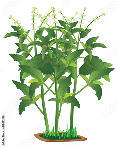 isolated Thai basil plant on white background vector design