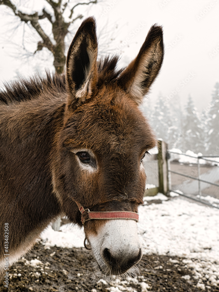 Fototapeta premium Portrait of a brown donkey
