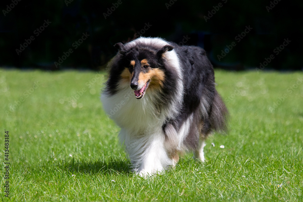 Tri color Rough Collie Tri color Rough Collie
