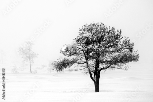 Cold (–20 Celsius) day at Torronsuo national park. Pine tree, snow on the ground and mist in the air.