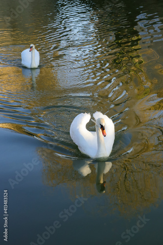 Tableau sur toile Couple de cygne blanc