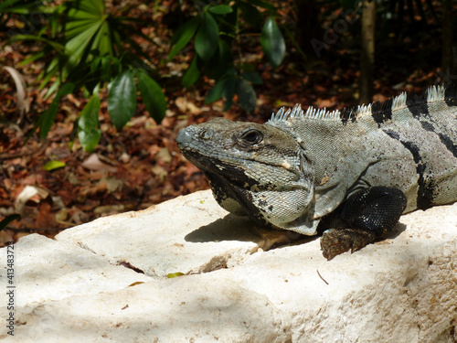 Spiny tailed iguana in a resort in Riviera Maya, Mexico photo