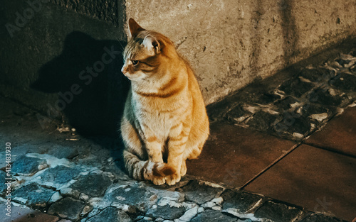 Cat looking a side at night