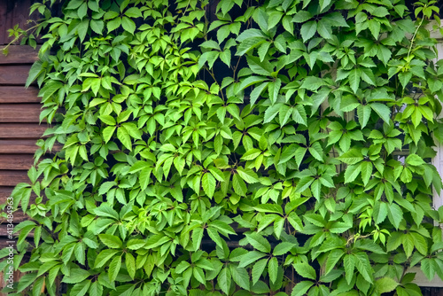 Fast growing climbing plant for hedges and fences close-up. Green plant on the wall background.