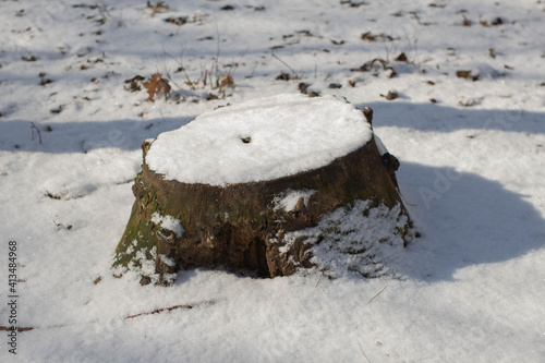 A stump covered with snow stands alone in the forest  © Artur Kiselev